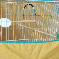 قفس عروس مرغ عشق فنچ