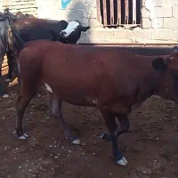 گوساله گوشتی پنج عدد