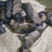 واگذاری توله مالینویز اصیل  نر و ماده
