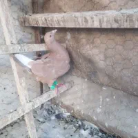 کبوتر دورگ زیل زرد سرور خطی