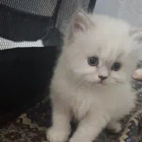 بچه گربه