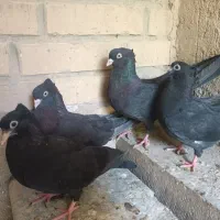 جفت کبوتر زاغ درجه یک و جوجه هاش