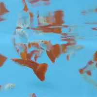 گوپی فول رد (مسکن)