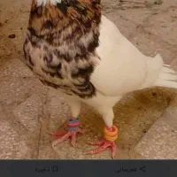 کبوتر طوقی ،کبوتر گمشده ، عکس آگهی نیست