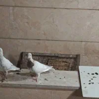 هفت‌رنگ خطی خال سوزنی