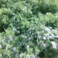 800 بسته پرس یونجه کیلویی 38 هزار تومان