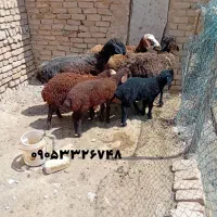 میش بره دار