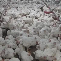 جذب یک نفر نیروی کار درمرغداری گوشتی