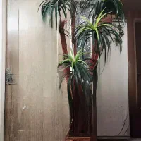 درخت نارگیل مصنوعی حدود۲متری ۵شاخه نو