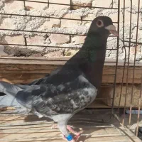 کفتر پلاکی نر مسافتی