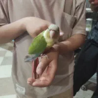 جوجه گرینچیک های رام و دستی