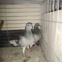 خرقه کیپ