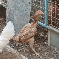 مرغ لاری
