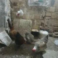 مرغ و خروس خانگی