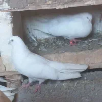 کبوتر سفید چشم سفید