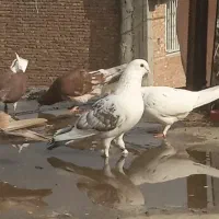 کبوتر های شهرستان