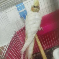 عروس هلندی لوتینو دونخور سه ماهه