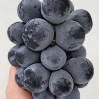 نهال میوه رویشی