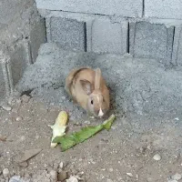 خرگوش نر بالغ