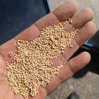 ارزن شیرازی