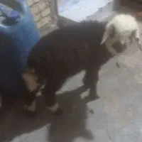 فروش بره