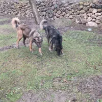 سگ سرابی|سگ|آذرشهر, |دیوار