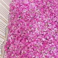 گل محمدی تر و خشک شده
