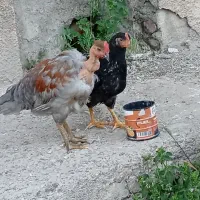 جوجه. اردک
