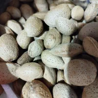 بادام سنگی