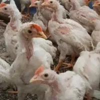 فروش جوجه
