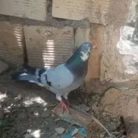 کبوتر صبز