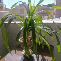 گل پاندانوس