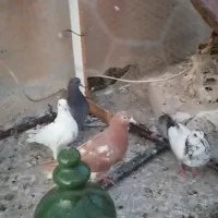 10تا کفتر خوب دونه ای 120