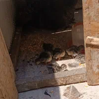 بوقلمون با جوجه