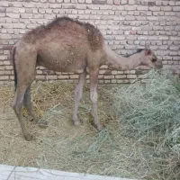 شتر