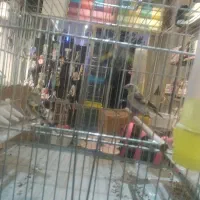 جوجه ماده سهره