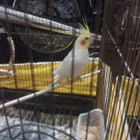 دو جفت عروس هلندی