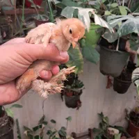 فروش جوجه کوشین ۱ ماهه