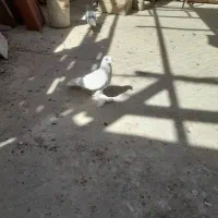 کبوتر سفید پاپری افشون چپ