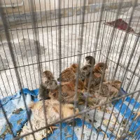 پرنده|پرنده|تهران, خاوران|دیوار