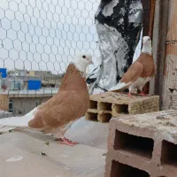 کبوتر