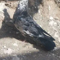 کفتر نر پرشی