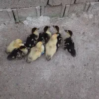 بچه اردک اسرائیلی فروشی