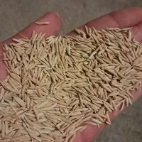 چلتیک شمیم هاشمی درجه یک