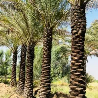 نخل سالم بارده وقوی