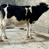 گوساله نر برای پروار گاو