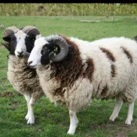 گوسفند زنده سالم با توزین دقیق حضوری