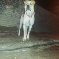 خراسان گوسفندی درجه1