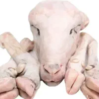 کله پاچه تمیز