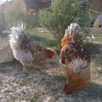 خروس ویاندوت اورنج